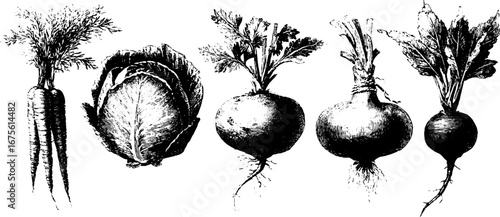 Vintage engraving of fresh vegetables collection featuring carrot and cabbage for organic design