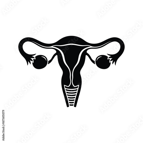 Vector illustration of illustration of a female reproductive system