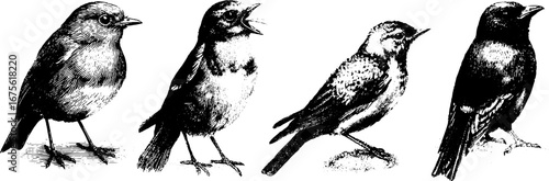 Vintage songbirds collection featuring engraved robins and nightingales for artistic designs