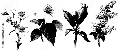 Vintage spring blossoms collection of apple blooms for retro floral design