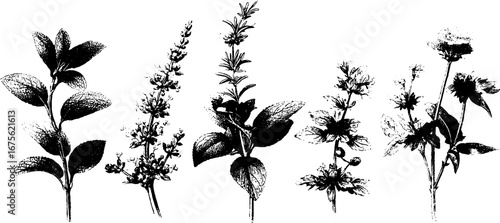 Intricate herbal ornament engraving collection for vintage design and decoration