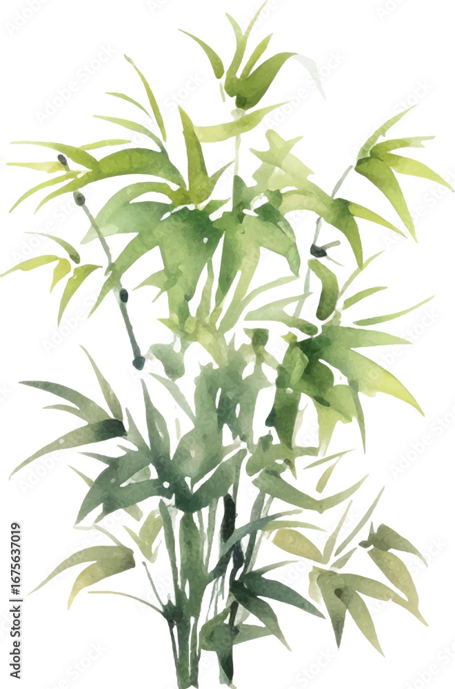 Obraz premium Vector watercolor painted bamboo. Hand drawn flower design elements isolated on white background.