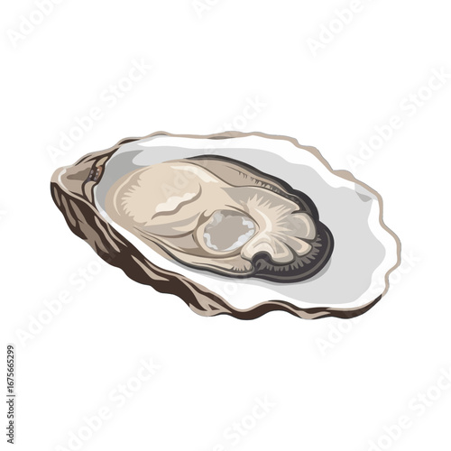 Detailed illustration of a fresh oyster, showcasing its intricate shell and delicate interior.