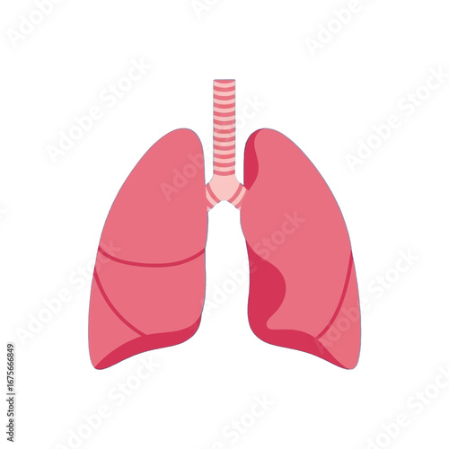A detailed illustration of a human pair of lungs, rendered in a simple, yet informative style.