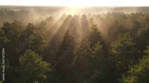 Drone Shot Gliding Over a Misty Forest with Sunbeams