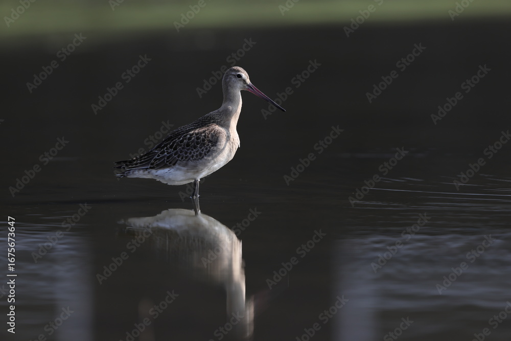 Obraz premium The black-tailed godwit (Limosa limosa melanuroides) is a large, long-legged, long-billed shorebird. This photo was taken in Japan.