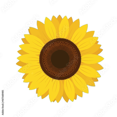 A vibrant sunflower with bright yellow petals and a dark brown center, set against a striking black background, creates a simple and elegant design.