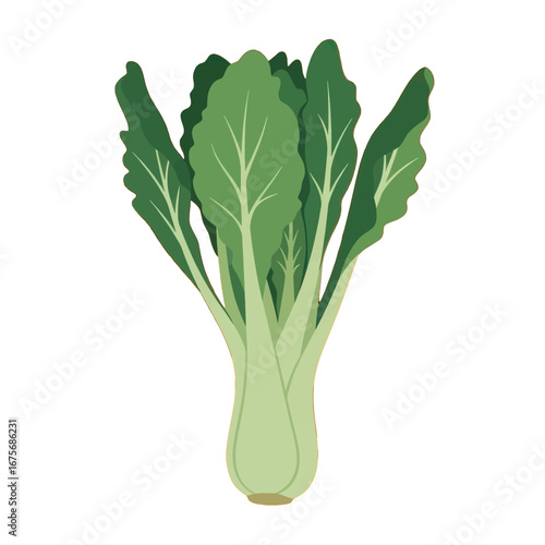 A vibrant illustration of bok choy, showcasing its lush green leaves and pale green stem against a striking black background.