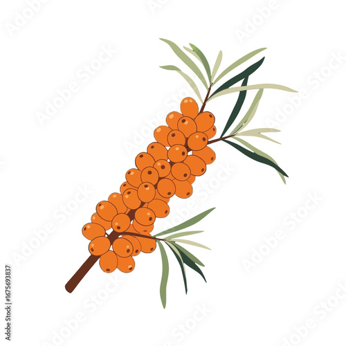 A vibrant illustration of sea buckthorn berries clustered on a branch against a striking black background.