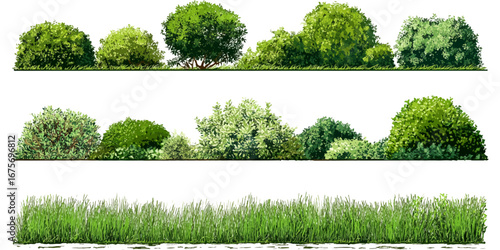 Tall Coniferous Tree Contours with Bushes and Shrubs Set – Realistic Green Plants and Grass Vector Illustration on Transparent Background