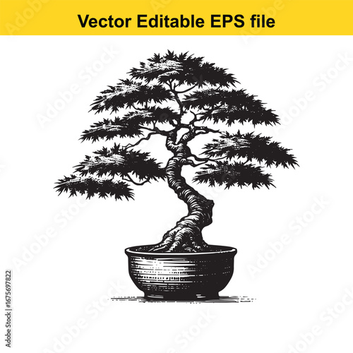Detailed illustration of a bonsai tree in a pot, isolated on white background