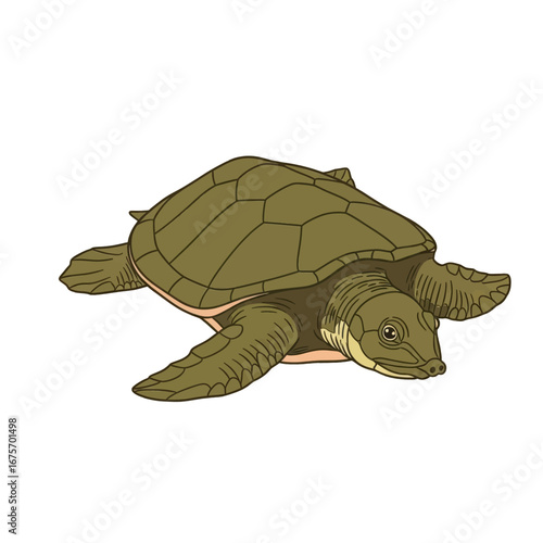 A detailed illustration of a sea turtle, showcasing its distinctive shell patterns and flippers against a bold black backdrop.
