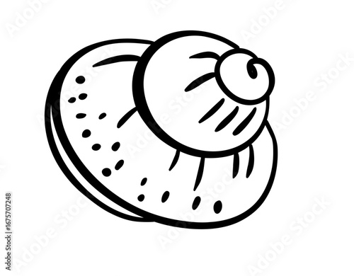 Nautilus Shell Line Art