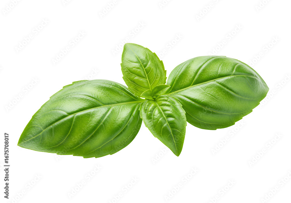 Fototapeta premium Fresh green basil sprig leaves culinary herb ingredient food cooking
