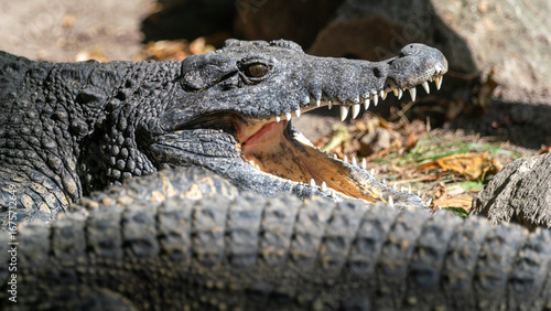 alligator in the everglades national park