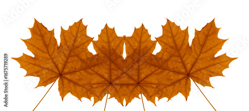 Nature autumn background,  a lot many pile yellow leaves  in fall. orange brown leaves. isolated on white background.