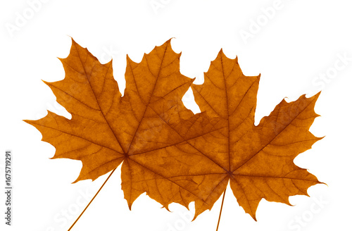 Wallpaper Mural Nature autumn background,  2 two yellow leaves  in fall. orange brown leaves. isolated on white background. Torontodigital.ca