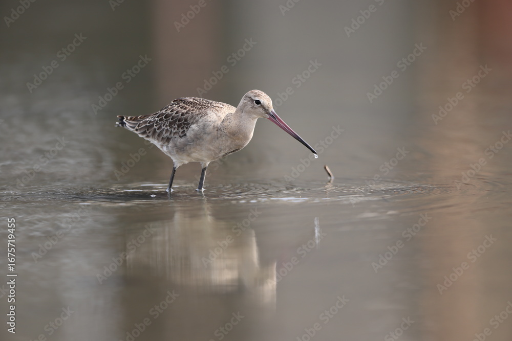 Obraz premium The black-tailed godwit (Limosa limosa melanuroides) is a large, long-legged, long-billed shorebird. This photo was taken in Japan.