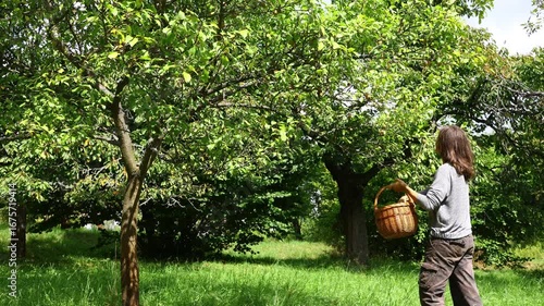 Woman in work clothes harvesting ripe plums from a green fruit tree and placing them into a wicker basket