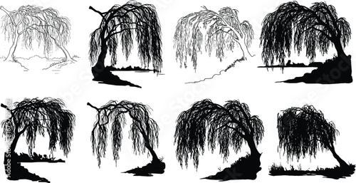 Willow tree illustration set, black and white botanical art, drooping branches, nature drawing collection, isolated vector trees, landscape decorative design elements