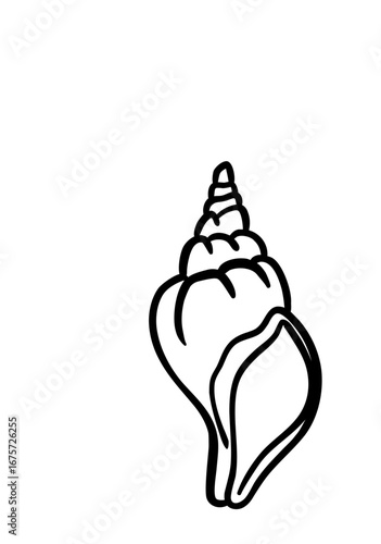 Pointed Gastropod Shell Illustration