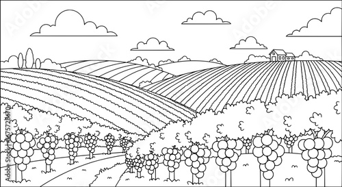 Vineyard landscape with rows of grapevines and rolling hills with transparent background