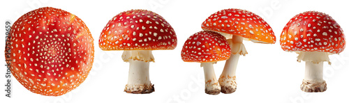 Red fly agaric mushrooms isolated on transparent background for cooking and food design.