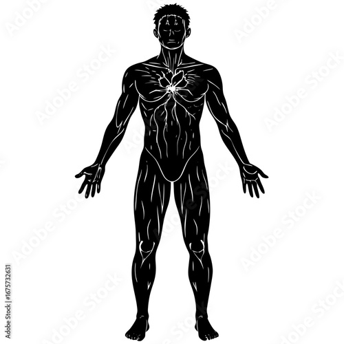 Anatomical silhouette of human body with visible musculature and circulatory system radiating energy in graphic detail