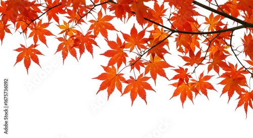 Vivid Red Autumn Maple Leaves Against a Deep Transparent Background