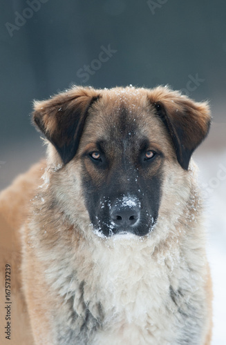 Cute mongrel dog portrait i...