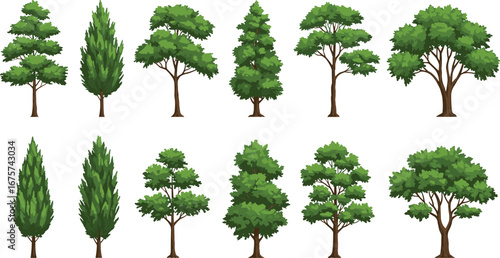 Flat vector illustration of twelve different trees, deciduous and conifer, various shapes and foliage, landscape design elements, nature icon set, greenery collection