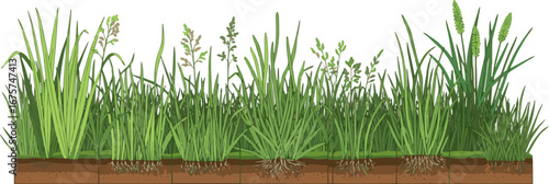  Create a grass line bander, vector in side view painting botanical for section and elevation art vector art color with white background.