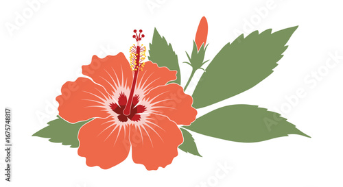 Vibrant hibiscus flower illustration perfect for tropical designs, summer promotions, and branding needs