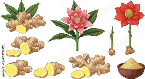 Ginger Root, Powder, and Flower Vector Set – Botanical, Culinary, and Herbal Illustration for Food, Health, and Natural Ingredient Design