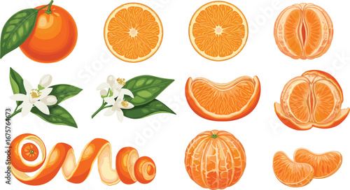 Orange fruit vector set with whole, sliced, peeled, blossom, and segment illustrations for food, botanical, and citrus design themes