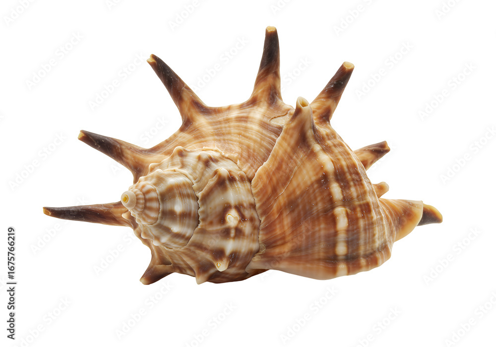 Fototapeta premium Unique Spiky Murex Seashell: Ocean Treasure, Beach Decor, Nautical Charm on white background