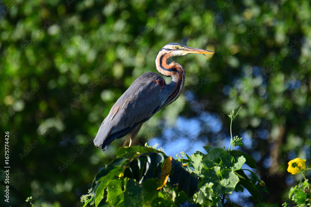Fototapeta premium A majestic Purple Heron perched on lush green foliage, showcasing its long neck, sharp yellow beak, striking chestnut and grey plumage, and piercing yellow eyes against a blurred natural green.