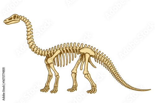 Barosaurus dinosaur skeleton illustration.  jurassic Dino lizzard  anatomy fossil. Prehistoric bones, skeleton, 3d art dinosaur archaeologic model drawing. Prehistoric reptile discovery
