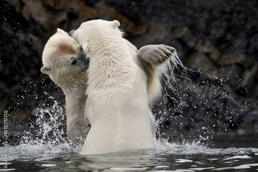 Obraz premium Polar bear mother and cub play in Arctic waters of Svalbard, their mock fight blending strength, instinct, and family bonding in the wild.