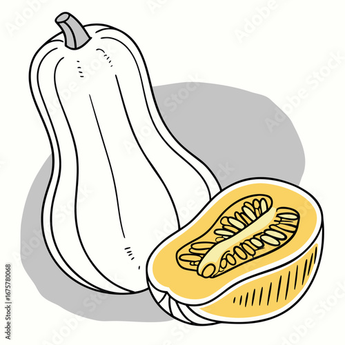Vector art of butternut squash, whole and halved