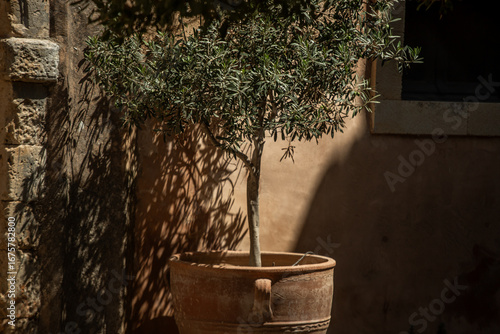 Fototapeta Naklejka Na Ścianę i Meble -  Olive tree