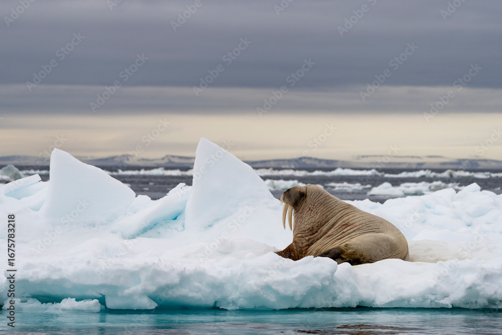 Naklejka premium A walrus rests on an ice floe in Svalbard, embodying the resilience and raw power of Arctic wildlife in its frozen habitat.