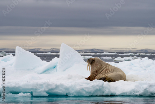 A walrus rests on an ice floe in Svalbard, embodying the resilience and raw power of Arctic wildlife in its frozen habitat.
