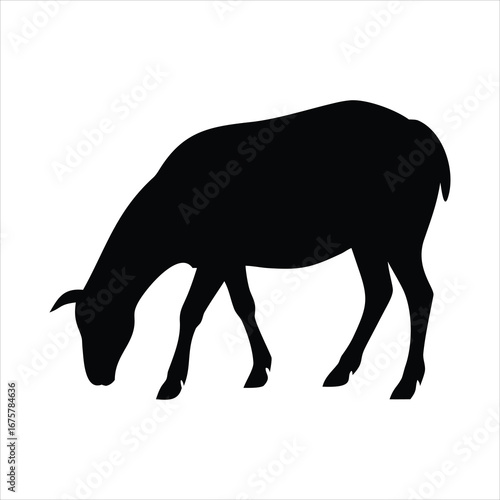 Black silhouette of a sheep grazing on a white background