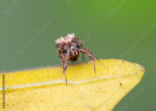 A cryptically camouflaged Feather-legged spider (Octonoba sp.) perched on a yellow leaf. 