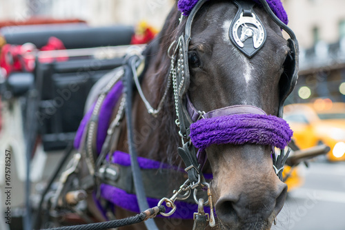Foto horse in Central Park