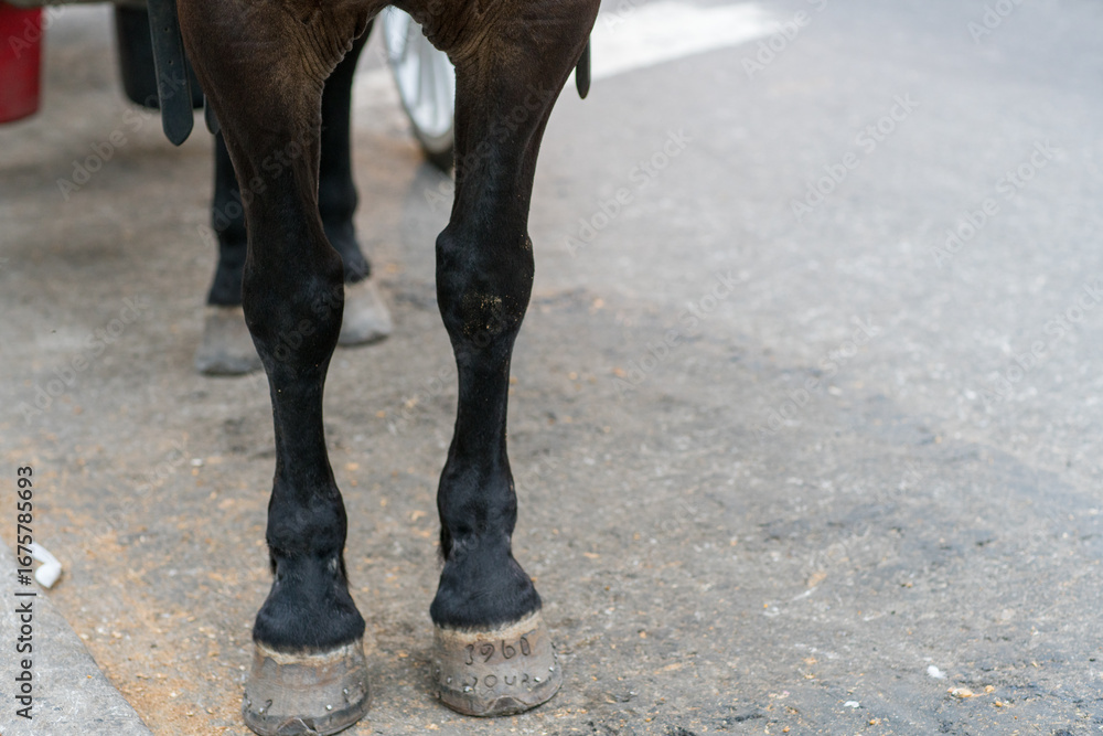 Obraz premium horse in winter