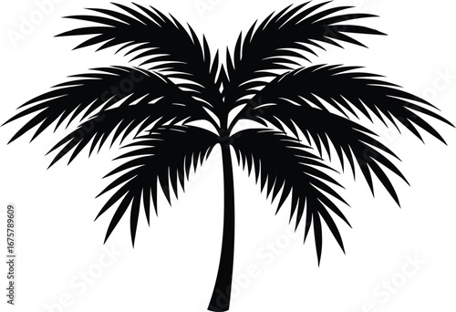 beautiful palm tree leaf silhouette vector