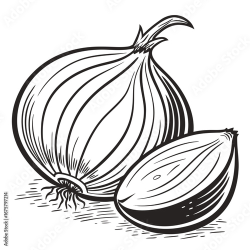 vector illustration of a onion