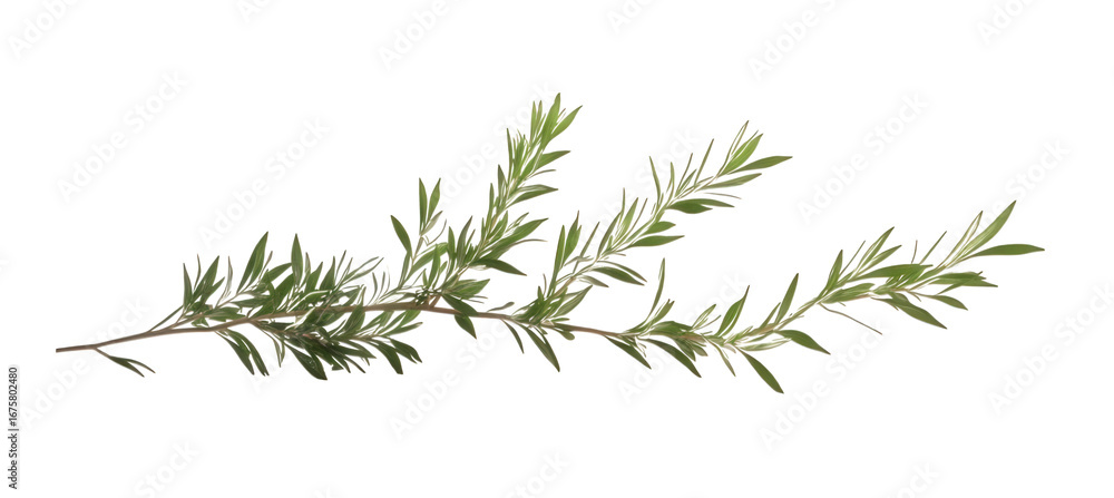 Fototapeta premium Fresh rosemary branch isolated on transparent background, perfect for culinary and herbal uses